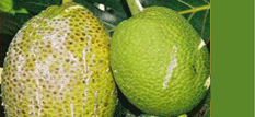 Breadfruit