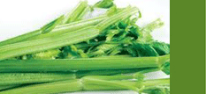 Celery